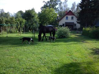 Freizeitreiten im Land Brandenburg  und Colliezucht vom Spreeidyll im Tierparadies Kummersdorf  Spreeidyll Pferd & Hund