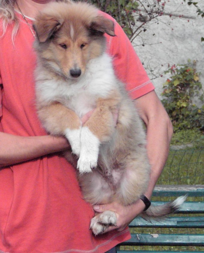 Lassie , Collie