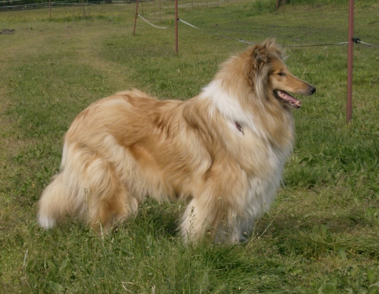 Colliezwinger vom Spreeidyll , Collies