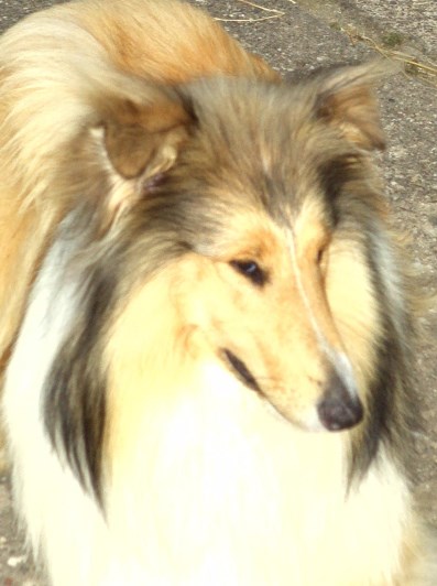 Collieportrait, Colliezucht