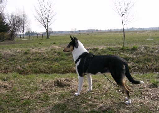 Colliehndin kurzhaar vom Spreeidyll